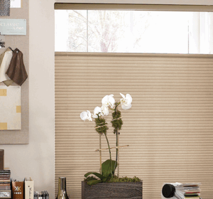Light Filtering Top Down Bottom Up Cellular Shades - Cordless